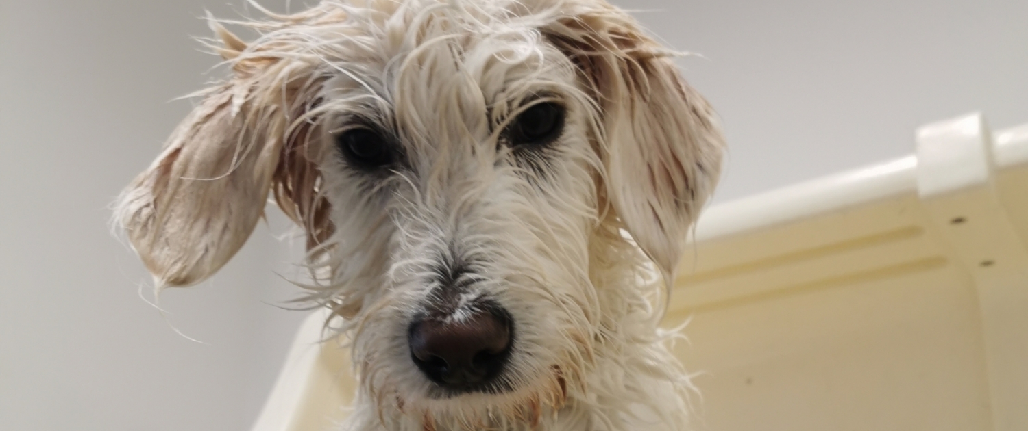 Dog in Bath